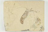 Two Cretaceous Fossil Shrimp - Lebanon #202163-1